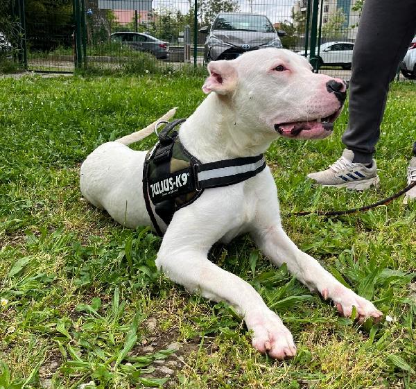 ALBINO DOGO ARGENTINO Foto 7